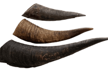 Load image into Gallery viewer, Aussie Goat Horns Dog Treat - My Happy Pet Online