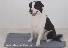 Load image into Gallery viewer, medium size dog sitting on WASHABLE PEE PADS 2 PACK