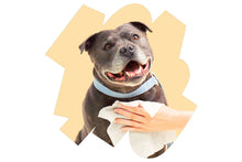 Load image into Gallery viewer, A grey pitbull-type dog wearing a light blue collar, being wiped with a white probiotic pet wipe by a person's hand, set against a white background with a stylised beige graphic shape behind it.