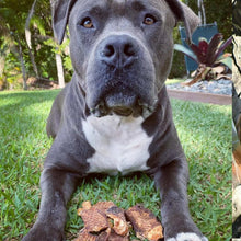 Load image into Gallery viewer, NUTTY PROFESSOR - Bull Testicles