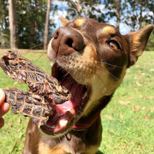 Load image into Gallery viewer, STOP! JERKY TIME! - Kangaroo dog enjoying a delicious piece of kangaroo jerky outdoors.