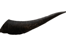 Load image into Gallery viewer, Aussie Goat Horns Dog Treat - My Happy Pet Online