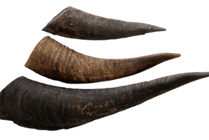 Aussie Goat Horns Dog Treat - My Happy Pet Online