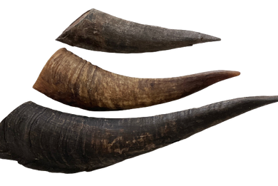 Aussie Goat Horns Dog Treat - My Happy Pet Online